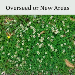 Micro Clover Seed For Lawn UK - 100% Small Leaf White Clover - Over Seeding Or New Areas - 100g Pack Covers 10-20m² -Cheap Grow And Trim Store micro clover seed for lawn uk 100 small leaf white clover over seeding or new areas 100g pack covers 10 20m 5065007977958 02c MP