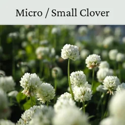 Micro Clover Seed For Lawn UK - 100% Small Leaf White Clover - Over Seeding Or New Areas - 100g Pack Covers 10-20m² -Cheap Grow And Trim Store micro clover seed for lawn uk 100 small leaf white clover over seeding or new areas 100g pack covers 10 20m 5065007977958 03c MP