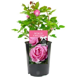 Mum In A Million Pink Rose - Outdoor Plant, Ideal For Gardens, Compact Size