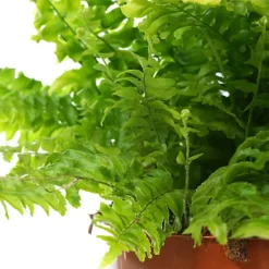 Nephrolepis Boston Fern - Indoor House Plant For Home Office, Kitchen, Living Room - Potted Houseplant (30-40cm) -Cheap Grow And Trim Store nephrolepis boston fern indoor house plant for home office kitchen living room potted houseplant 30 40cm 5059442007509 02c MP