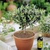 Olivia Europeana Olive Tree - Outdoor Olive Fruit Plant, Ideal For UK Gardens, Compact Size (20-30cm)