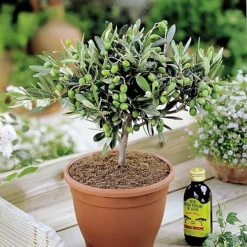 Olivia Europeana Olive Tree - Outdoor Olive Fruit Plant, Ideal For UK Gardens, Compact Size (20-30cm)