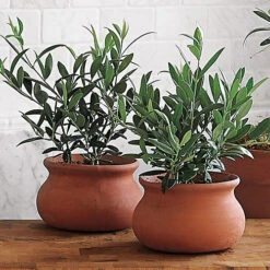 Olivia Europeana Olive Tree - Outdoor Olive Fruit Plant, Ideal For UK Gardens, Compact Size (20-30cm) -Cheap Grow And Trim Store olivia europeana olive tree outdoor olive fruit plant ideal for uk gardens compact size 20 30cm 5059442029006 03c MP