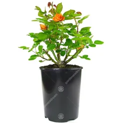 Orange Rose - Outdoor Plant, Stunning Colour, Ideal For Gardens, Compact Size -Cheap Grow And Trim Store orange rose outdoor plant stunning colour ideal for gardens compact size5059442019076 02c MP