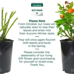 Orange Rose - Outdoor Plant, Stunning Colour, Ideal For Gardens, Compact Size -Cheap Grow And Trim Store orange rose outdoor plant stunning colour ideal for gardens compact size5059442019076 03c MP