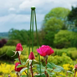 Panacea Circular Obelisks, 1.4m 3 Panacea Circular Obelisks, 1.4m -Cheap Grow And Trim Store panacea circular obelisks 1 4m0093432825631 01i bq