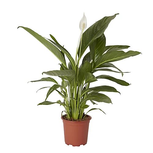 Peace Lily In 17cm Terracotta Plastic Grow Pot 1 Peace Lily In 17cm Terracotta Plastic Grow Pot