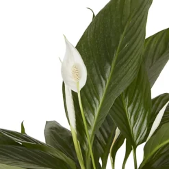 Peace Lily In 17cm Terracotta Plastic Grow Pot 3 Peace Lily In 17cm Terracotta Plastic Grow Pot -Cheap Grow And Trim Store peace lily in 17cm terracotta plastic grow pot3663602462668 36c bq