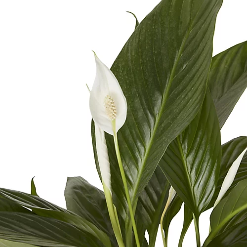 Peace Lily In 17cm Terracotta Plastic Grow Pot 2 Peace Lily In 17cm Terracotta Plastic Grow Pot - Image 2