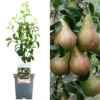 Pear Comice Patio Tree - Juicy Fruit-Bearing Tree For UK Patio Gardens - Outdoor Plant (2-3ft)