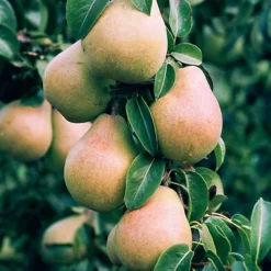 Pear Comice Patio Tree - Juicy Fruit-Bearing Tree For UK Patio Gardens - Outdoor Plant (2-3ft) -Cheap Grow And Trim Store pear comice patio tree juicy fruit bearing tree for uk patio gardens outdoor plant 2 3ft 5059442014606 03c MP