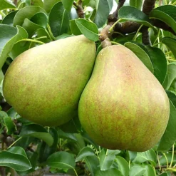 Pear Comice Patio Tree - Juicy Fruit-Bearing Tree For UK Patio Gardens - Outdoor Plant (2-3ft) -Cheap Grow And Trim Store pear comice patio tree juicy fruit bearing tree for uk patio gardens outdoor plant 2 3ft 5059442014606 04c MP