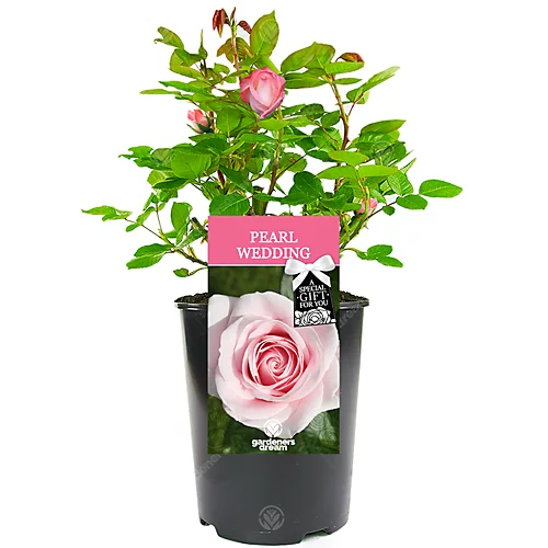 Pearl Wedding 30th Anniversary Pink Rose - Outdoor Plant, Ideal For Gardens, Compact Size 1 Pearl Wedding 30th Anniversary Pink Rose - Outdoor Plant, Ideal For Gardens, Compact Size