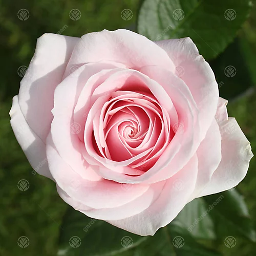 Pearl Wedding 30th Anniversary Pink Rose - Outdoor Plant, Ideal For Gardens, Compact Size 2 Pearl Wedding 30th Anniversary Pink Rose - Outdoor Plant, Ideal For Gardens, Compact Size - Image 2