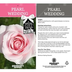 Pearl Wedding 30th Anniversary Pink Rose - Outdoor Plant, Ideal For Gardens, Compact Size 6 Pearl Wedding 30th Anniversary Pink Rose - Outdoor Plant, Ideal For Gardens, Compact Size -Cheap Grow And Trim Store pearl wedding 30th anniversary pink rose outdoor plant ideal for gardens compact size5051641544694 03c MP