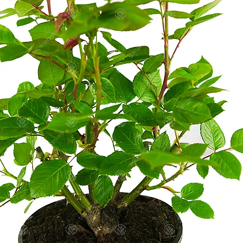 Pearl Wedding 30th Anniversary Pink Rose - Outdoor Plant, Ideal For Gardens, Compact Size 4 Pearl Wedding 30th Anniversary Pink Rose - Outdoor Plant, Ideal For Gardens, Compact Size - Image 4