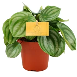 Peperomia Argyreia Houseplant - Watermelon Peperomia Indoor Plant, Compact Size In 12cm Pot (15-25cm) -Cheap Grow And Trim Store peperomia argyreia houseplant watermelon peperomia indoor plant compact size in 12cm pot 15 25cm 5059442012169 02c MP