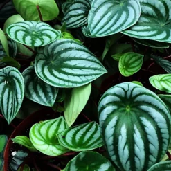 Peperomia Argyreia Houseplant - Watermelon Peperomia Indoor Plant, Compact Size In 12cm Pot (15-25cm) -Cheap Grow And Trim Store peperomia argyreia houseplant watermelon peperomia indoor plant compact size in 12cm pot 15 25cm 5059442012169 03c MP
