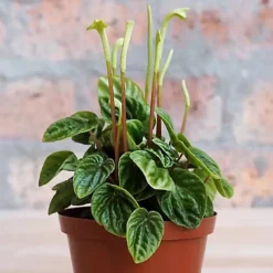 Peperomia Caperata Lilian - Houseplant With Ruffled Dark Green Leaves, Ideal Tabletop Plant (15-25cm) -Cheap Grow And Trim Store peperomia caperata lilian houseplant with ruffled dark green leaves ideal tabletop plant 15 25cm 5059442029716 02c MP