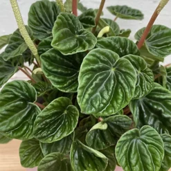 Peperomia Caperata Lilian - Houseplant With Ruffled Dark Green Leaves, Ideal Tabletop Plant (15-25cm) -Cheap Grow And Trim Store peperomia caperata lilian houseplant with ruffled dark green leaves ideal tabletop plant 15 25cm 5059442029716 03c MP