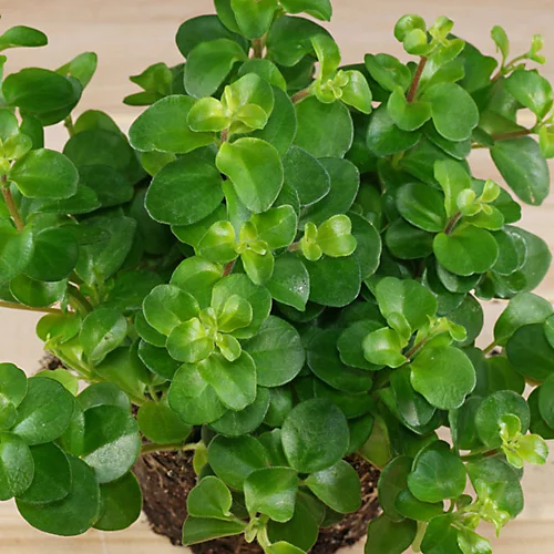 Peperomia Rotundifolia - Trailing Jade Houseplant, Indoor Plant Ideal For Small Spaces, Compact Size (10-15cm) 2 Peperomia Rotundifolia - Trailing Jade Houseplant, Indoor Plant Ideal For Small Spaces, Compact Size (10-15cm) - Image 2