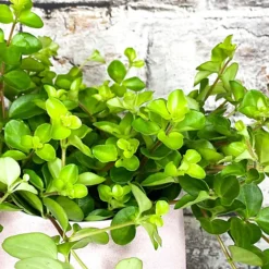 Peperomia Rotundifolia - Trailing Jade Houseplant, Indoor Plant Ideal For Small Spaces, Compact Size (10-15cm) 6 Peperomia Rotundifolia - Trailing Jade Houseplant, Indoor Plant Ideal For Small Spaces, Compact Size (10-15cm) -Cheap Grow And Trim Store peperomia rotundifolia trailing jade houseplant indoor plant ideal for small spaces compact size 10 15cm 5059442029877 03c MP