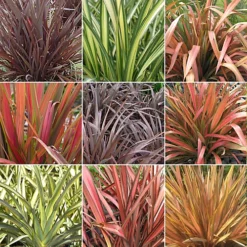 Phormium Plant Mix - Beautiful Collection Of Outdoor Plants, Ideal For UK Gardens, 9cm Pots (10 Pack)