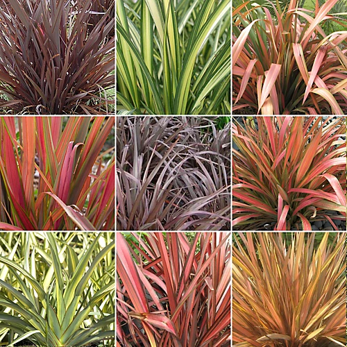 Phormium Plant Mix - Beautiful Collection Of Outdoor Plants, Ideal For UK Gardens, 9cm Pots (3 Pack) 1 Phormium Plant Mix - Beautiful Collection Of Outdoor Plants, Ideal For UK Gardens, 9cm Pots (3 Pack)