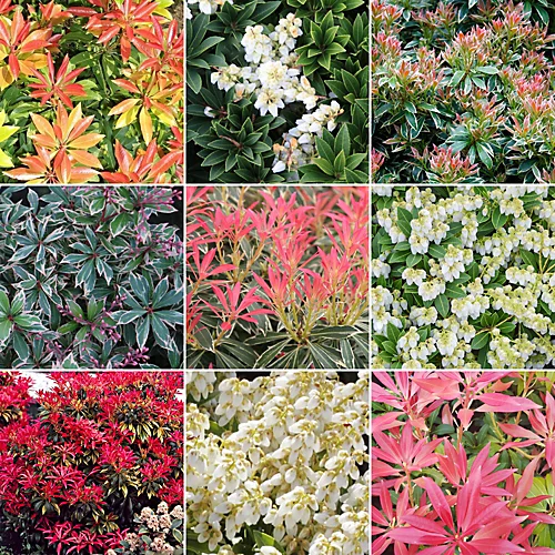 Pieris Plant Mix - Beautiful Collection Of Outdoor Plants, Ideal For UK Gardens, 9cm Pots (10 Pack) 1 Pieris Plant Mix - Beautiful Collection Of Outdoor Plants, Ideal For UK Gardens, 9cm Pots (10 Pack)