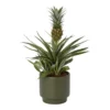 Pineapple Plant In 13.5cm Assorted Ceramic Decorative Pot
