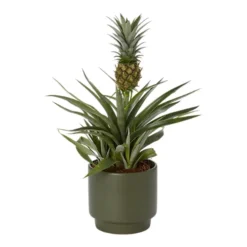 Pineapple Plant In 13.5cm Assorted Ceramic Decorative Pot