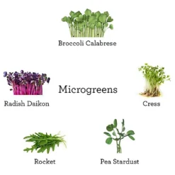 Plant Theory Grow Your Own Microgreens- Broccoli, Radish, Cress, Pea Shoots And Rocket - Vegan Compost & 100% Plastic Free -Cheap Grow And Trim Store plant theory grow your own microgreens broccoli radish cress pea shoots and rocket vegan compost 100 plastic free5056228390305 03c MP