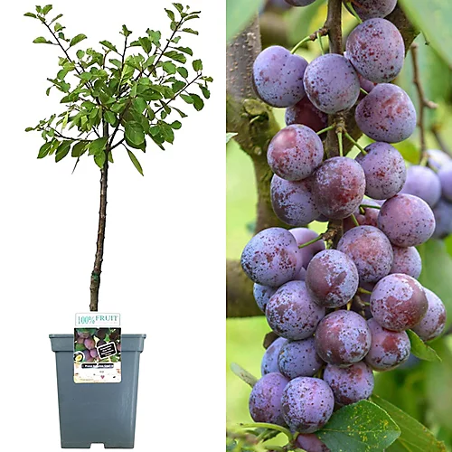 Plum Opal Patio Tree - Sweet Fruit-Bearing Tree For UK Patio Gardens - Outdoor Plant (2-3ft) 1 Plum Opal Patio Tree - Sweet Fruit-Bearing Tree For UK Patio Gardens - Outdoor Plant (2-3ft)