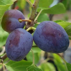 Plum Opal Patio Tree - Sweet Fruit-Bearing Tree For UK Patio Gardens - Outdoor Plant (2-3ft) 5 Plum Opal Patio Tree - Sweet Fruit-Bearing Tree For UK Patio Gardens - Outdoor Plant (2-3ft) -Cheap Grow And Trim Store plum opal patio tree sweet fruit bearing tree for uk patio gardens outdoor plant 2 3ft 5059442009619 02c MP