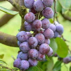 Plum Opal Patio Tree - Sweet Fruit-Bearing Tree For UK Patio Gardens - Outdoor Plant (2-3ft) 6 Plum Opal Patio Tree - Sweet Fruit-Bearing Tree For UK Patio Gardens - Outdoor Plant (2-3ft) -Cheap Grow And Trim Store plum opal patio tree sweet fruit bearing tree for uk patio gardens outdoor plant 2 3ft 5059442009619 03c MP
