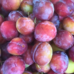 Plum Opal Patio Tree - Sweet Fruit-Bearing Tree For UK Patio Gardens - Outdoor Plant (2-3ft) 7 Plum Opal Patio Tree - Sweet Fruit-Bearing Tree For UK Patio Gardens - Outdoor Plant (2-3ft) -Cheap Grow And Trim Store plum opal patio tree sweet fruit bearing tree for uk patio gardens outdoor plant 2 3ft 5059442009619 04c MP