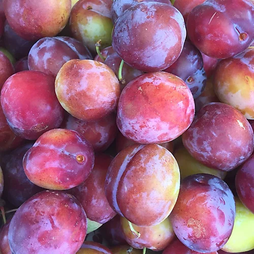 Plum Opal Patio Tree - Sweet Fruit-Bearing Tree For UK Patio Gardens - Outdoor Plant (2-3ft) 4 Plum Opal Patio Tree - Sweet Fruit-Bearing Tree For UK Patio Gardens - Outdoor Plant (2-3ft) - Image 4