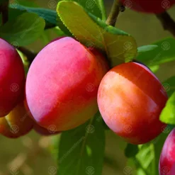 Plum Victoria Patio Tree - Delicious Fruit-Bearing Tree For UK Patio Gardens - Outdoor Plant -Cheap Grow And Trim Store plum victoria patio tree delicious fruit bearing tree for uk patio gardens outdoor plant5051641565279 02c MP