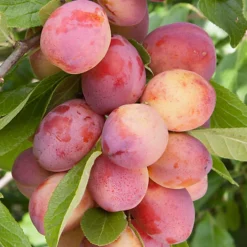 Plum Victoria Patio Tree - Delicious Fruit-Bearing Tree For UK Patio Gardens - Outdoor Plant -Cheap Grow And Trim Store plum victoria patio tree delicious fruit bearing tree for uk patio gardens outdoor plant5051641565279 04c MP