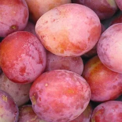 Plum Victoria Patio Tree - Delicious Fruit-Bearing Tree For UK Patio Gardens - Outdoor Plant -Cheap Grow And Trim Store plum victoria patio tree delicious fruit bearing tree for uk patio gardens outdoor plant5051641565279 05c MP