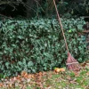 Primrose Artificial Ivy Leaf Screening Hedge Roll Privacy Screen W3m X H1m