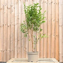 Privet 1m Height Native Hedge Plant Pack Of 5 -Cheap Grow And Trim Store privet 1m height native hedge plant pack of 55056684004358 03c MP