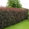 Purple Beech 1m Height Native Hedge Plant Pack Of 10