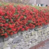 Pyracantha Red 60cm Height Evergreen Hedge Plant Pack Of 12