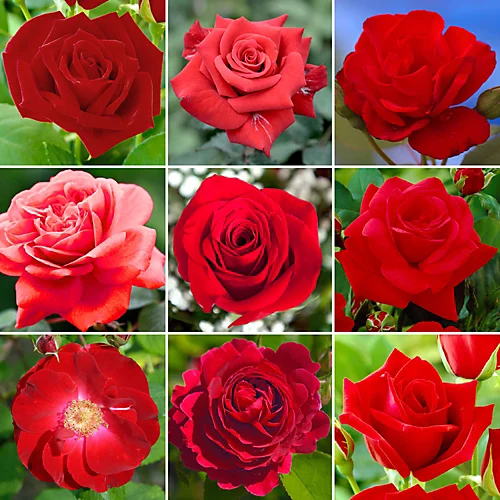Red Rose - Outdoor Plant, Stunning Colour, Ideal For Gardens, Compact Size 1 Red Rose - Outdoor Plant, Stunning Colour, Ideal For Gardens, Compact Size