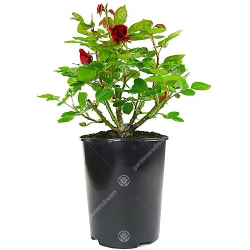 Red Rose - Outdoor Plant, Stunning Colour, Ideal For Gardens, Compact Size 2 Red Rose - Outdoor Plant, Stunning Colour, Ideal For Gardens, Compact Size - Image 2