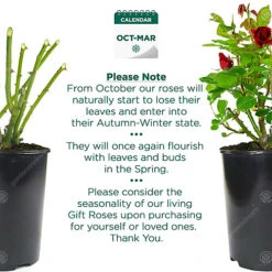 Red Rose - Outdoor Plant, Stunning Colour, Ideal For Gardens, Compact Size 5 Red Rose - Outdoor Plant, Stunning Colour, Ideal For Gardens, Compact Size -Cheap Grow And Trim Store red rose outdoor plant stunning colour ideal for gardens compact size5059442019038 03c MP