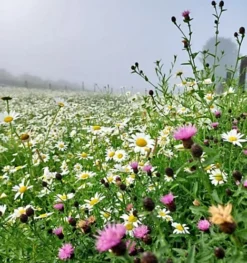 Restore & Enrich Wildflower Seed BSRE 100% (5 Kg) 6 Restore & Enrich Wildflower Seed BSRE 100% (5 Kg) -Cheap Grow And Trim Store restore enrich wildflower seed bsre 100 5 kg 00002135 03c MP