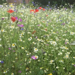 Restore & Enrich Wildflower Seed BSRE 100% (5 Kg) 7 Restore & Enrich Wildflower Seed BSRE 100% (5 Kg) -Cheap Grow And Trim Store restore enrich wildflower seed bsre 100 5 kg 00002135 04c MP