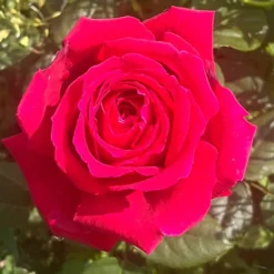 Rose Deep Secret - 5L Pot Established